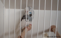 15.Jungvogel 008.png
